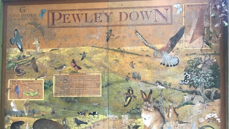 Plans to save Pewley Down sign